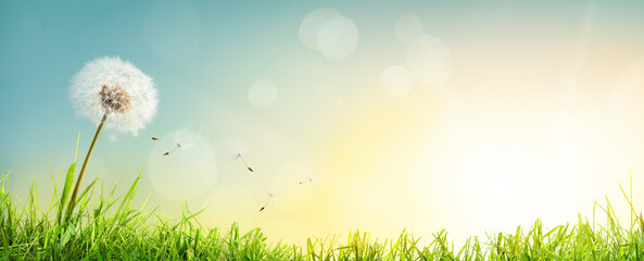 Dandelion weed seeds blowing across a summer garden lawn of green grass with a bright sunny sunrise background