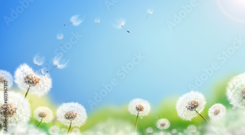 Dandelion weed seeds blowing across a sunny summer blue sky and green grass background.