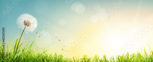 Obraz na płótnie Dandelion weed seeds blowing across a summer garden lawn of green grass with a bright sunny sunrise background w salonie