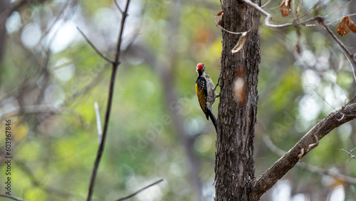 Various view of a Black-rumped flameback woodpecker | Black Rumped Flameback Woodpecker on a tree
