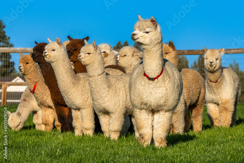 Alpacas in a field in Central Oregon