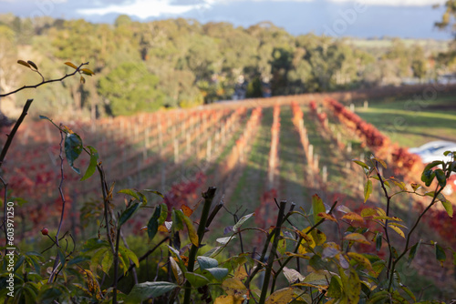 Barossa Valley vineyards in the wine region of South Australia photo