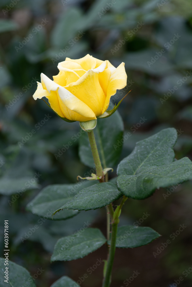 薔薇 薔薇