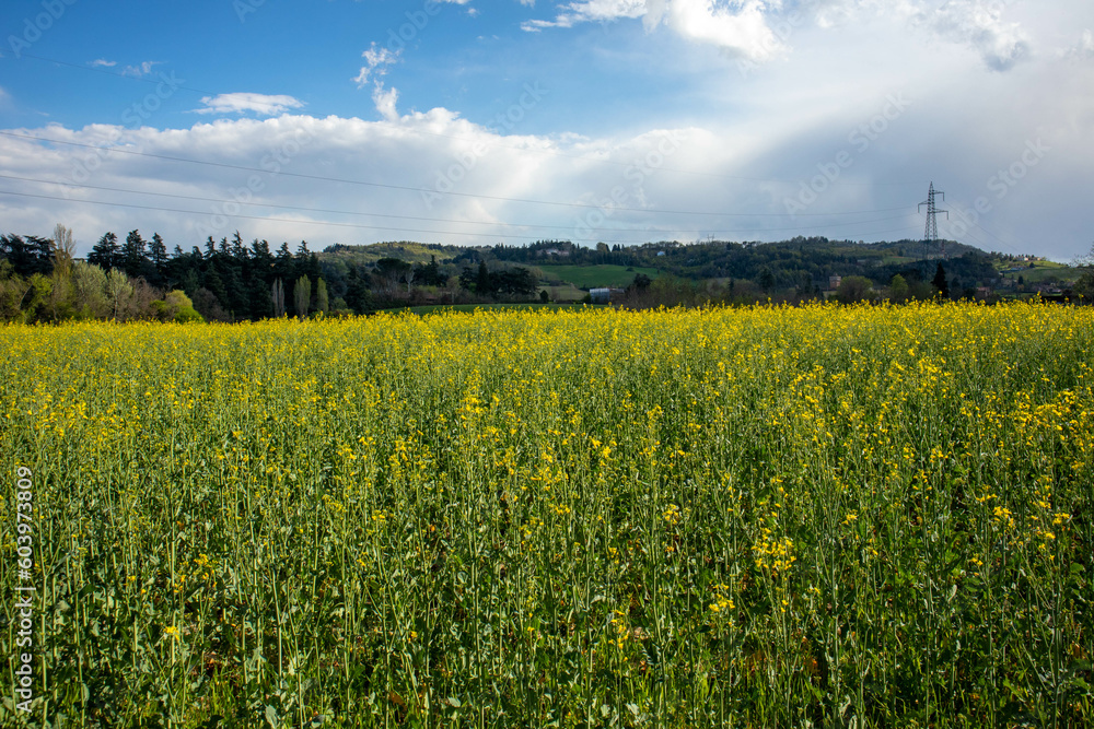 Passeggiata lungo il fiume Idice, città metropolitana di Bologna, Emilia Romagna