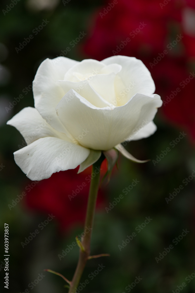 薔薇 薔薇