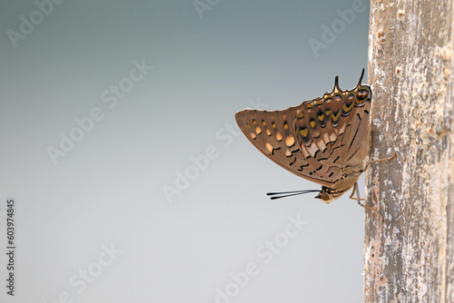 Photography Black Rajah butterfly