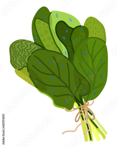 Bunch of fresh spinach with drops of water. Vector illustration isolated on white background.