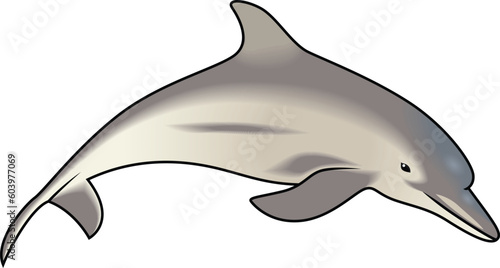 dolphin jumping vector