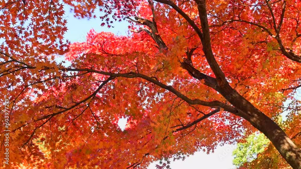 モミジ,紅葉 モミジ,紅葉