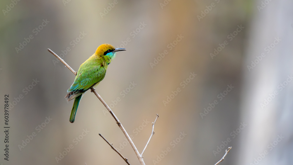 A blue tailed green bee eater perched on a small twig | Green Bee - eater or little green bee-eater