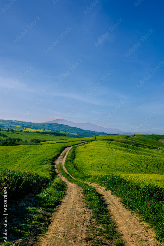 Cypress trees on the green tuscan hills in the Orcia Valley in spring Cypress trees on the green tuscan hills in the Orcia Valley in spring