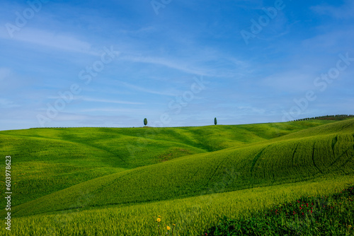Cypress trees on the green tuscan hills in the Orcia Valley in spring