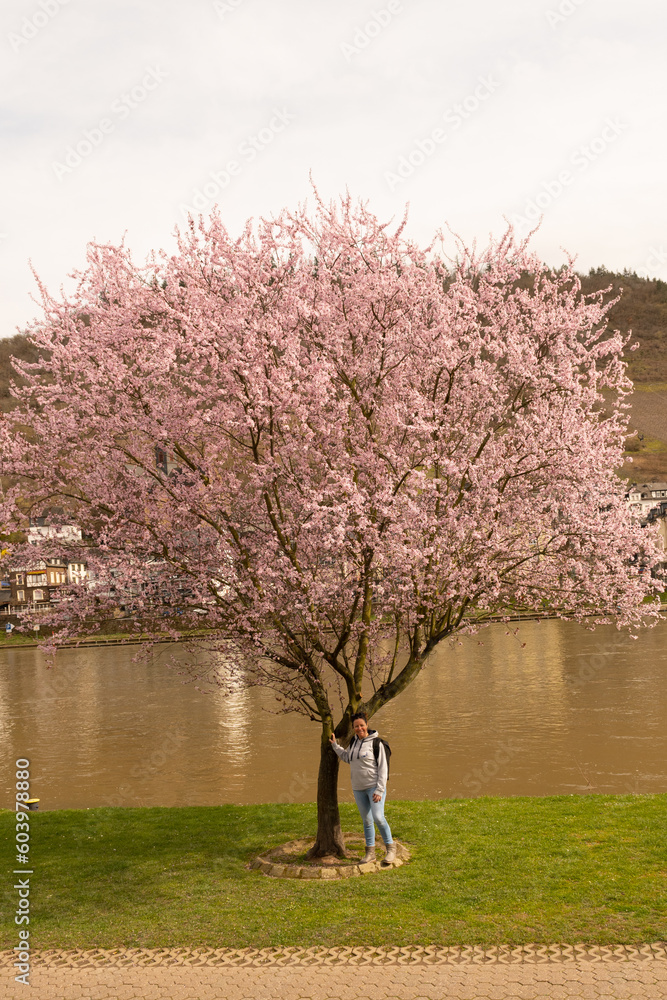 female lady tourist poses by beautiful Cherry blossom on the moselprominade in Cochem Germany. Pretty pink tree with seasonal bloom on the bank of river mosselle with town buildings in background female lady tourist poses by beautiful Cherry blossom on the moselprominade in Cochem Germany. Pretty pink tree with seasonal bloom on the bank of river mosselle with town buildings in background