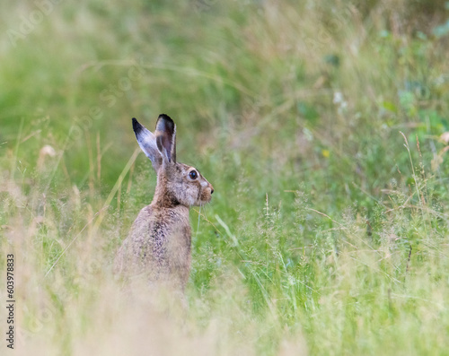 brown hare sitting in the grass in the meadow