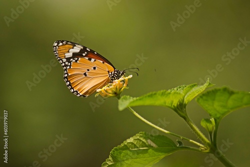 A Plain tiger, African queen, or African monarch, or Monarch butterfly © Nit5