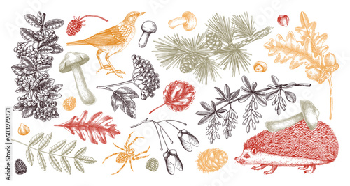 Autumn woodland vector illustrations. Wildlife sketches set in color. Hand drawn fall design elements. Fallen leaves, hedgehog, bird, berries, mushrooms vector drawings. Fall plants in vintage style