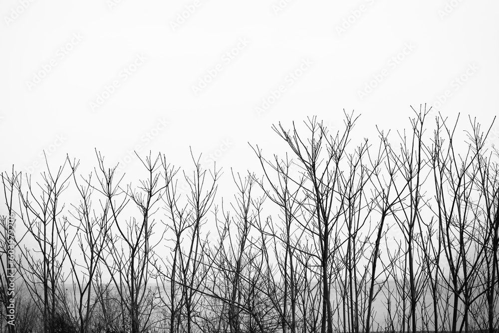 a row of trees in field with a foggy grey sky in the background and a line of trees in the foreground with no leaves in the foreground. front view. cloudy sky. a row of trees in field with a foggy grey sky in the background and a line of trees in the foreground with no leaves in the foreground. front view. cloudy sky.