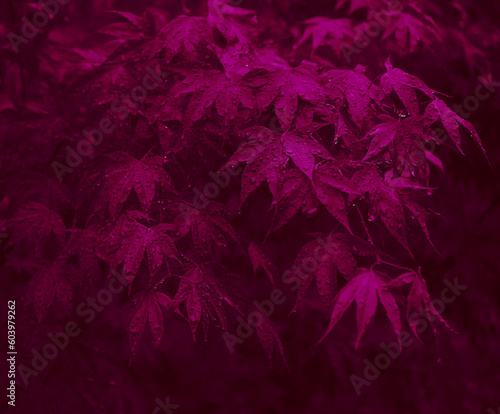  Crimson King Maple  Acer platanoides . Japanese maple twig with water drops on blurry nature background. Acer palmatum. violet leaves of ornamental tree branch with dew droplets in summer garden.