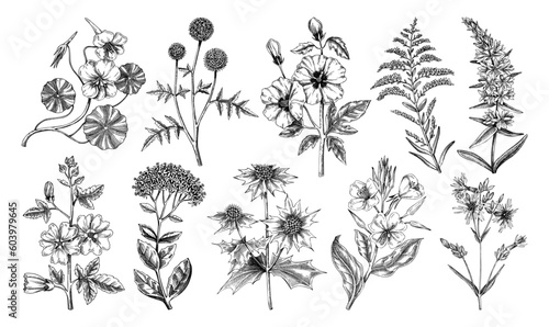 Fototapeta Naklejka Na Ścianę i Meble -  Hand drawn garden summer flower collection. Garden flowering plants sketches. Botanical illustrations isolated on white background. Floral design element in engraved style for prints, cards, posters