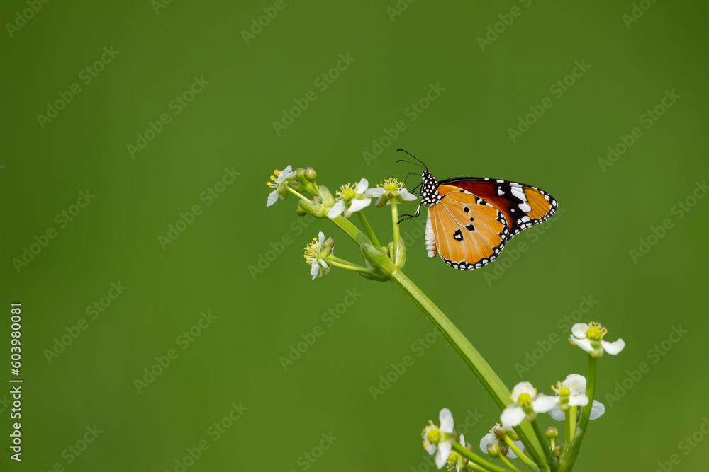A Plain tiger, African queen, or African monarch, or Monarch butterfly A Plain tiger, African queen, or African monarch, or Monarch butterfly