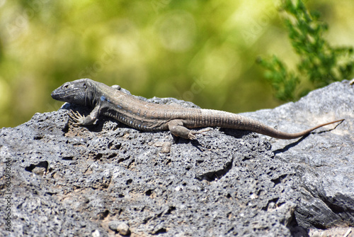 Closeup of wall lizard on Tenerife