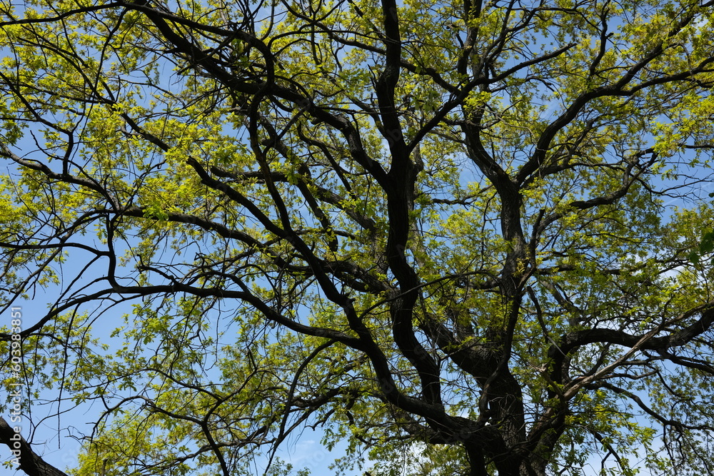 branches against blue sky branches against blue sky