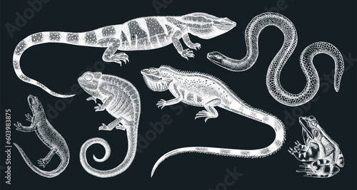 Sketched animals collection in sketch style. Vintage animal drawings isolated on chalkboard. Hand drawn reptiles and amphibians outlines. Herpetofauna and wildlife illustrations