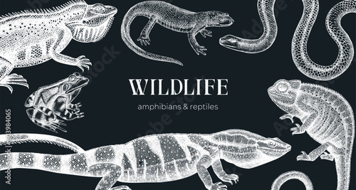 Vector animals background in sketch. Hand drawn reptiles and amphibians design on chalkboard. Herpetofauna drawings. Vintage wildlife illustrations - iguana, frog, newt, snake, chameleon, lizard