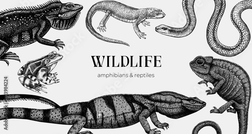 Vector animals background in sketch. Hand drawn reptiles and amphibians design isolated on white. Herpetofauna drawings. Vintage wildlife illustrations - iguana, frog, newt, snake, chameleon, lizard