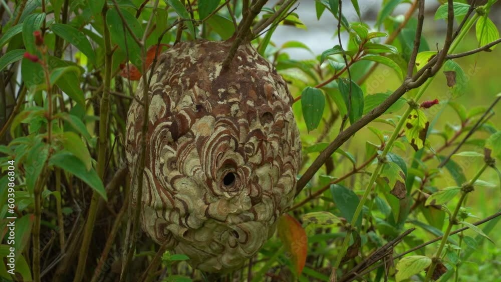 Wasps are extremely poisonous..The wasp builds a nest at the base of a tree. The nest is made of soil. .Colors that blend in with the surroundings have beautiful patterns..natural background. Wasps are extremely poisonous..The wasp builds a nest at the base of a tree. The nest is made of soil. .Colors that blend in with the surroundings have beautiful patterns..natural background.