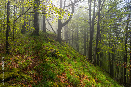Fototapeta Naklejka Na Ścianę i Meble -  Misty mood in primeval forest. Bieszczady Mountains, Carpathians, Poland.