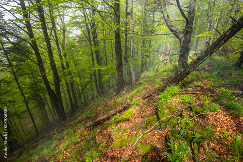 Misty mood in primeval forest. Bieszczady Mountains, Carpathians, Poland. © Szymon Bartosz