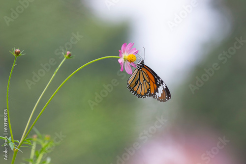 Striped tiger (Danaus genutia), the common tiger feeding on Cosmos flowers 