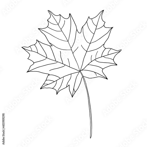 Maple leaf insulated on white background. A simple line outline drawing by hand.