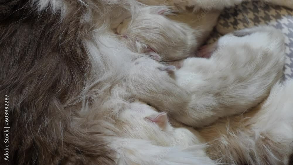 Macro Ragdoll cat family feline giving birth to infant kitty pet breast feeding sucking milk Macro Ragdoll cat family feline giving birth to infant kitty pet breast feeding sucking milk