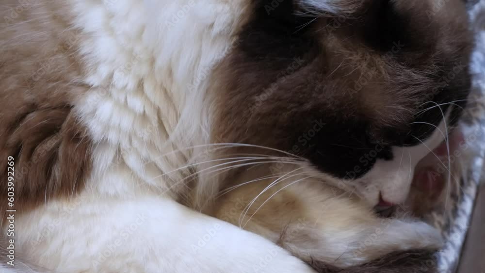 Macro Ragdoll cat mom love taking care of kitties