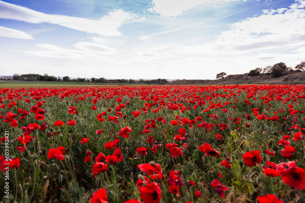 Obraz premium Field of red poppies at sunset