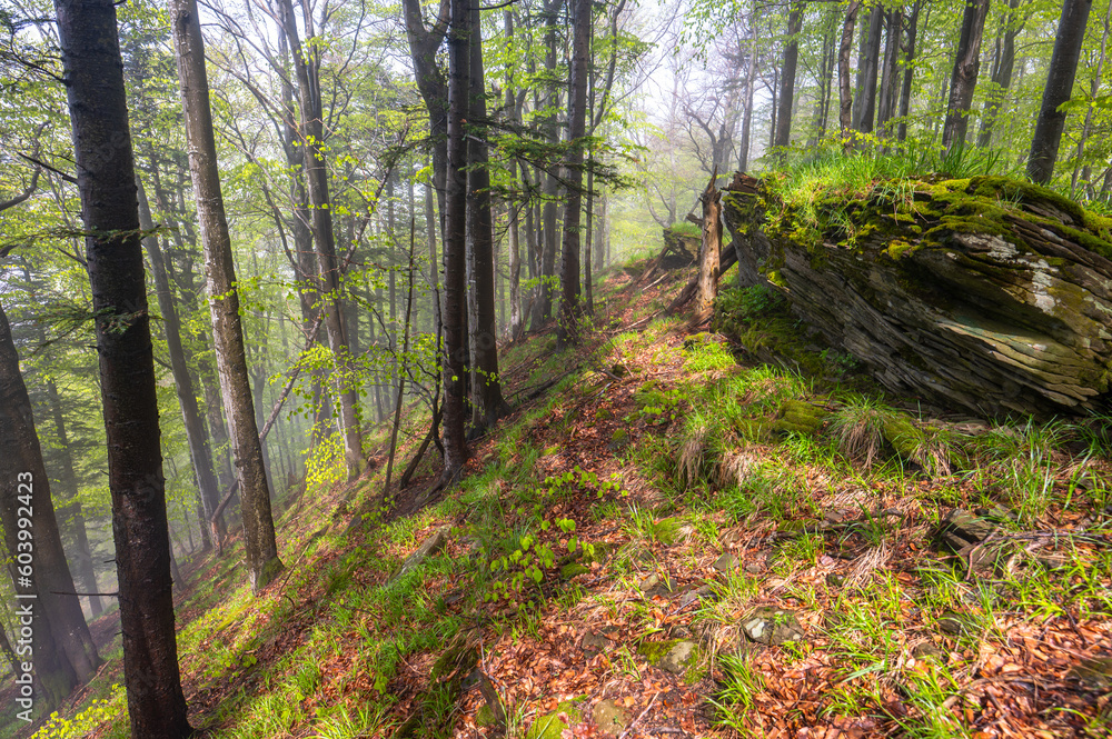 Obraz premium Misty mood in primeval forest. Bieszczady Mountains, Carpathians, Poland.