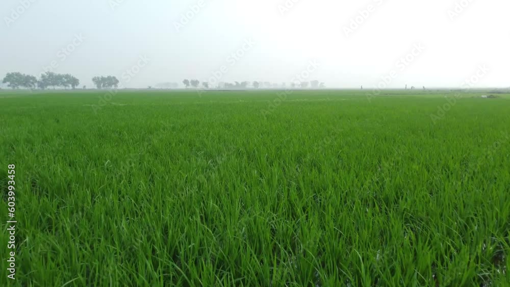 When new paddy grows in the field, nature seems to have laid a carpet under it. When new paddy grows in the field, nature seems to have laid a carpet under it.