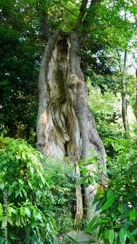 Arbre complètement couvert de mousse ou de végétation verte, style asiatique, en pleine zone forestière, éclairage en plein soleil, avec des racines et un large tronc d'arbre, racines dépassant du sol