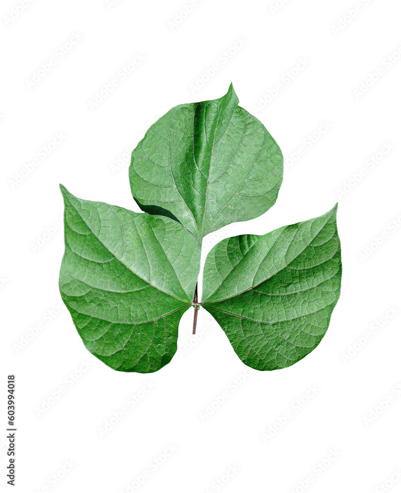 green leaf isolated on white, green maple leaf isolated, water hyacinth
