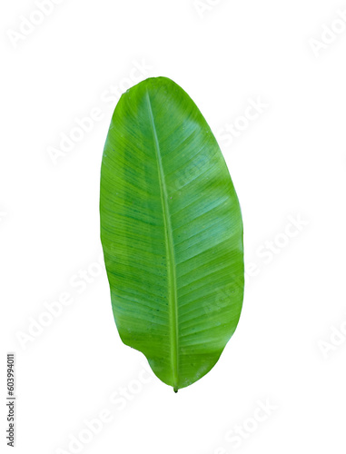 green banana leaf isolated on white  Green banana leaves on a white transparent background  green leaves  leaves  transparent png