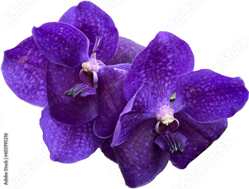 Purple Flower