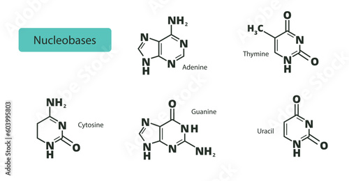 Set of nucleobases. Structural chemical formulas adenine, guanine, cytosine, thymine and uracil.