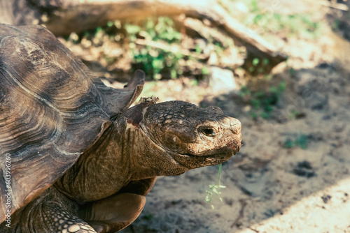 A turtle in a zoo-park eating grass