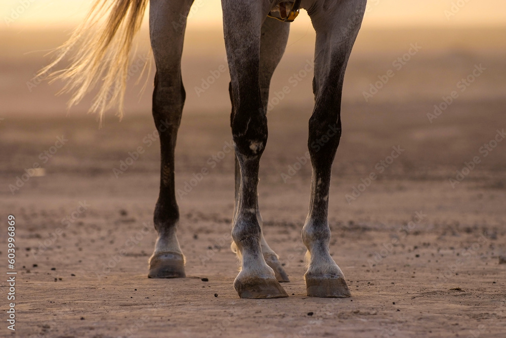 Fototapeta premium extremities of the horse's body, including the legs, hooves and tail, in the field in the desert in the stables