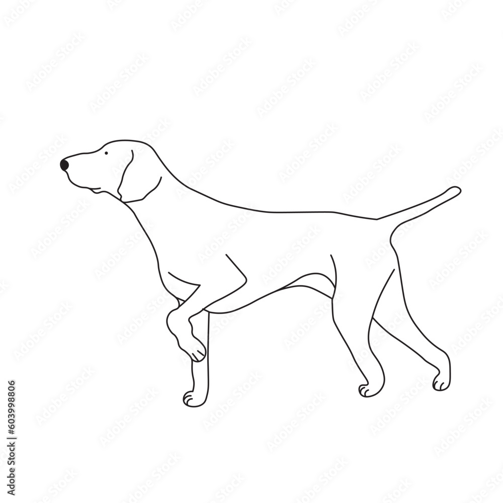 One line drawing. Dog Vector illustration. Pointer breed