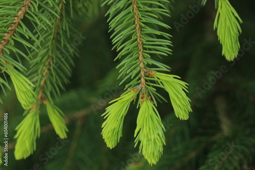 Fir tree branch with cones, close-up. Nature background