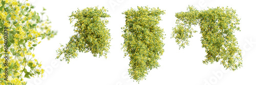 Valokuvatapetti Set of Jasminum Nudiflorum creeper plant, isolated on transparent background