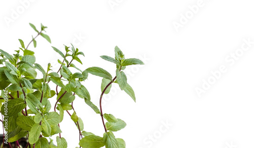 Fresh green mint in pot with a large copy space,isolated on white background.